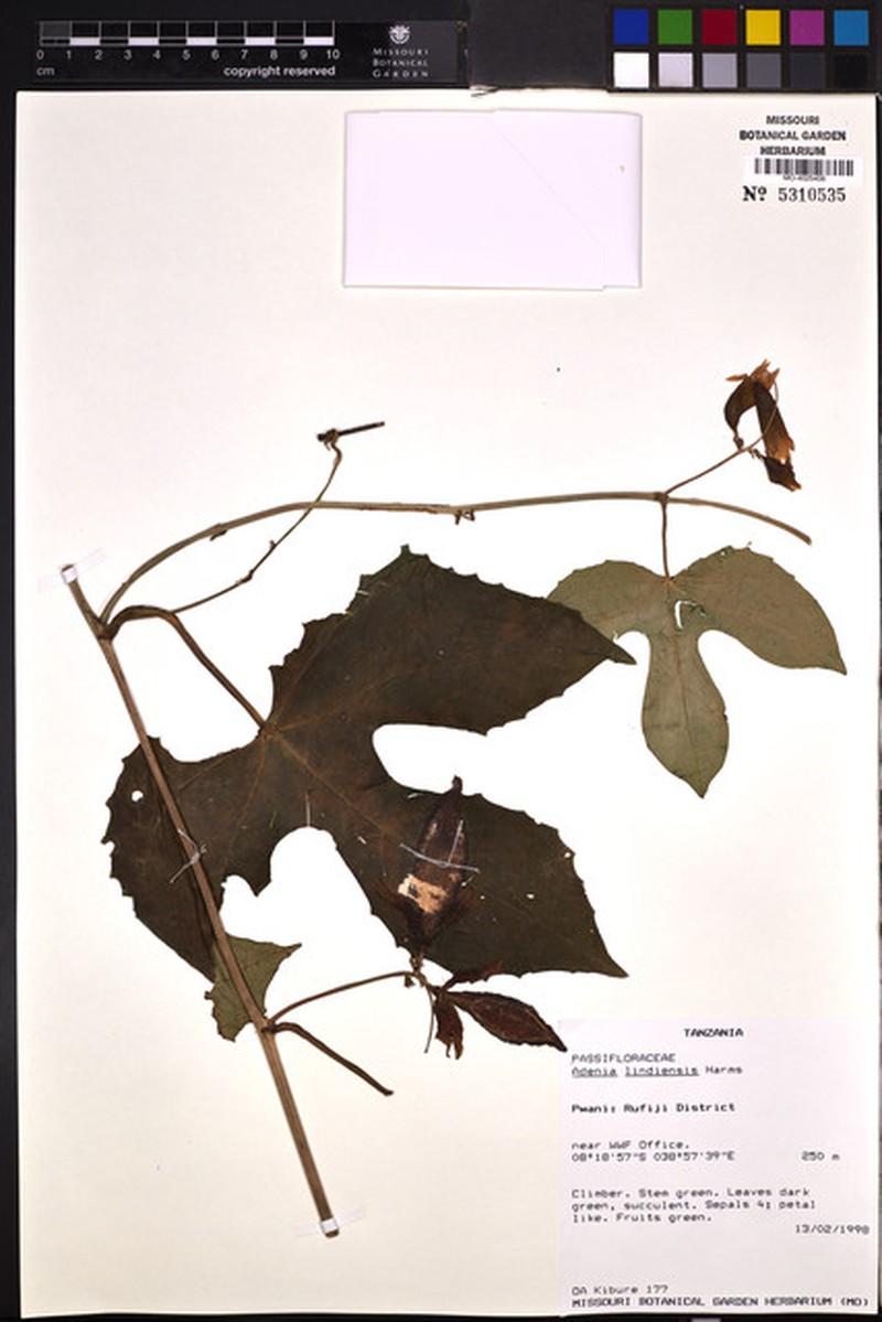 Adenia lindiensis photo 6