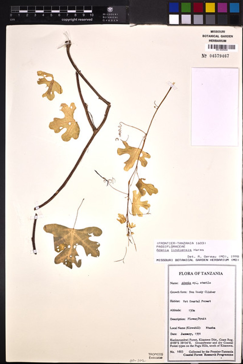 Adenia lindiensis photo 7