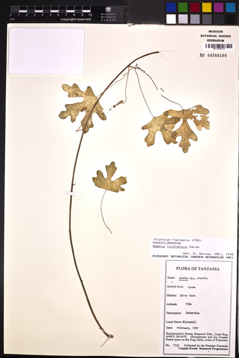 Adenia lindiensis photo 8