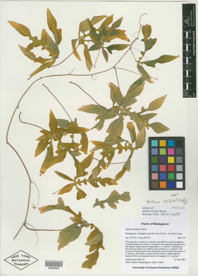 Adenia litoralis