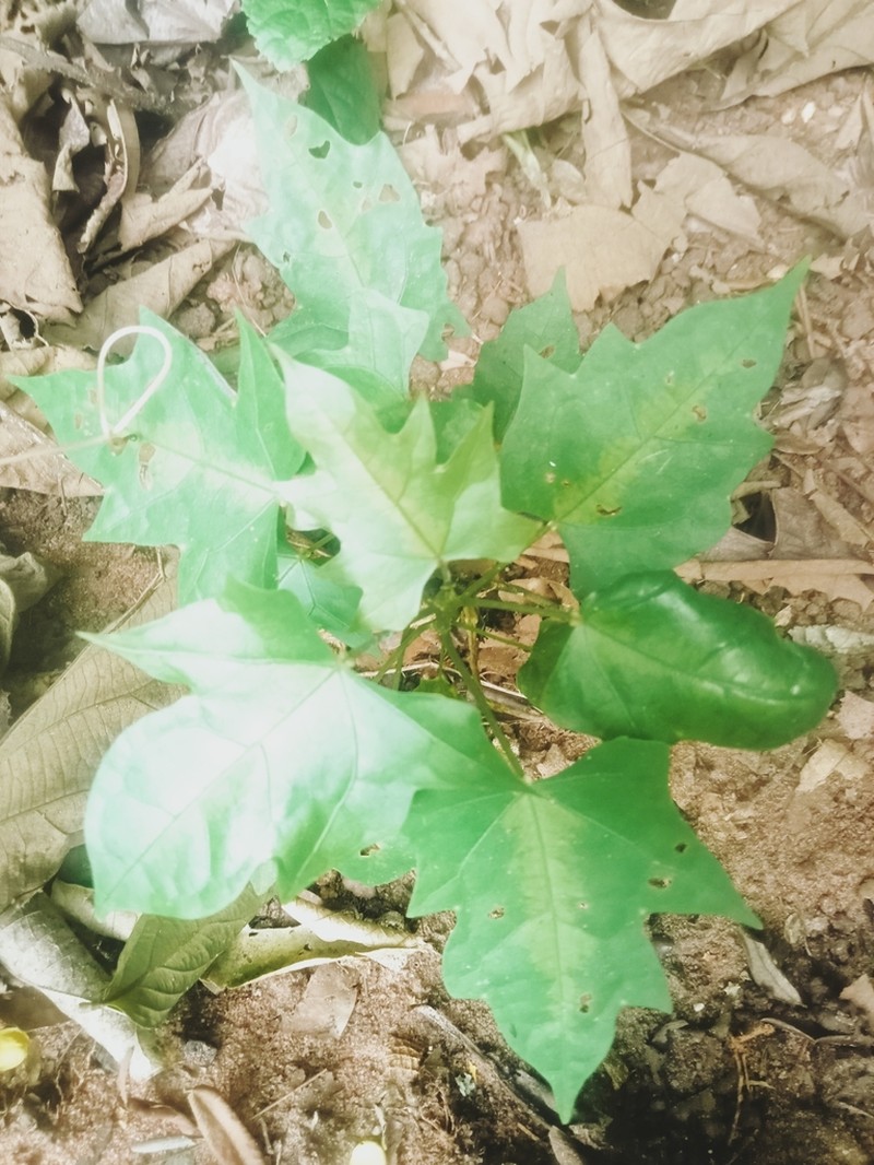 Adenia lobata photo 2