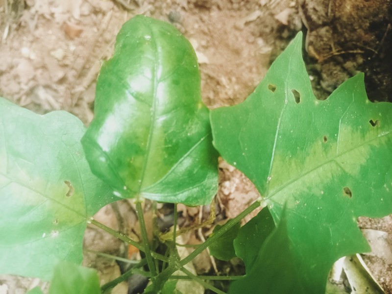 Adenia lobata photo 3