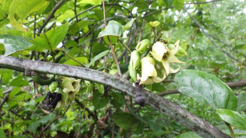 Adenia lobata photo 5