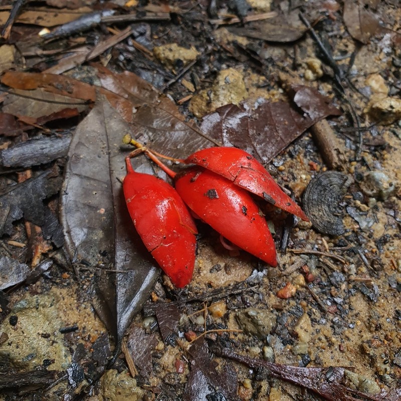 Adenia macrophylla photo 2