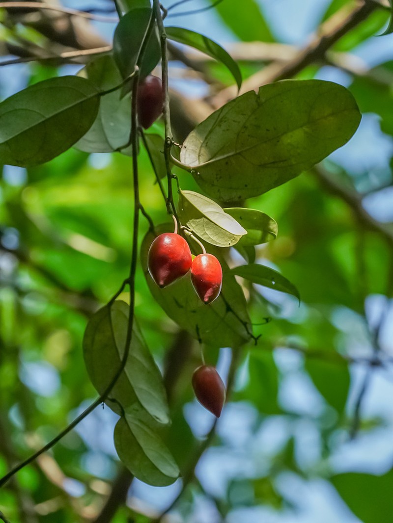 Adenia macrophylla photo 5