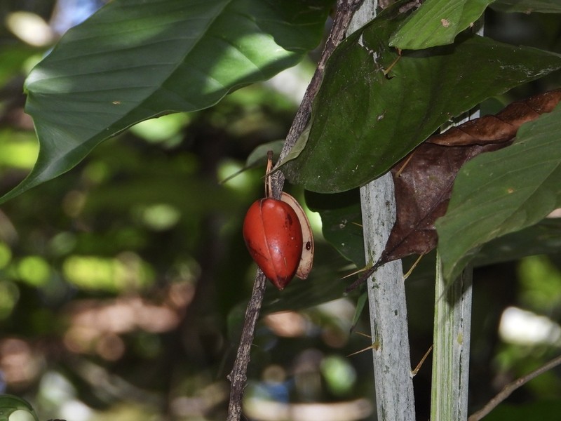 Adenia macrophylla photo 6