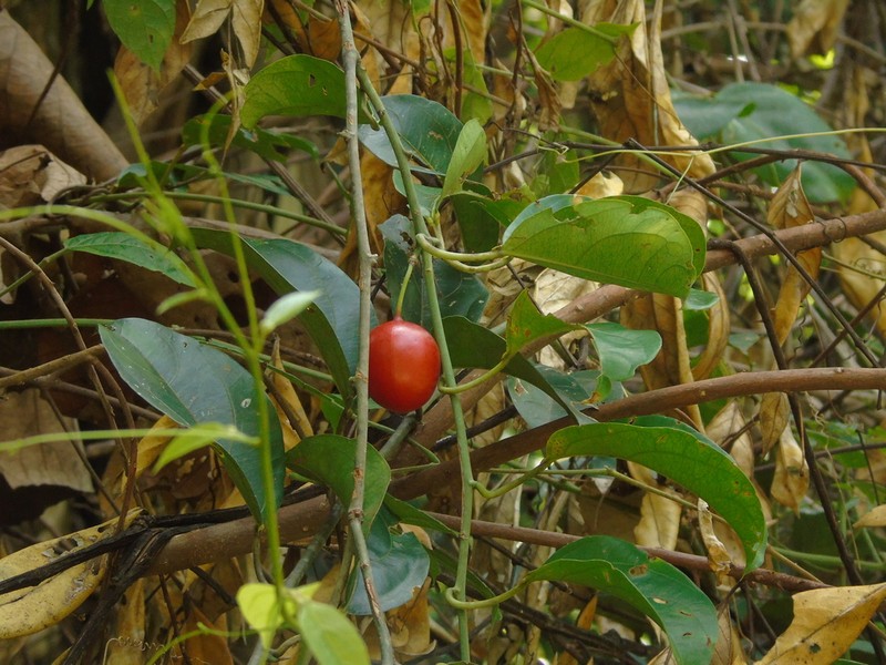 Adenia macrophylla photo 8