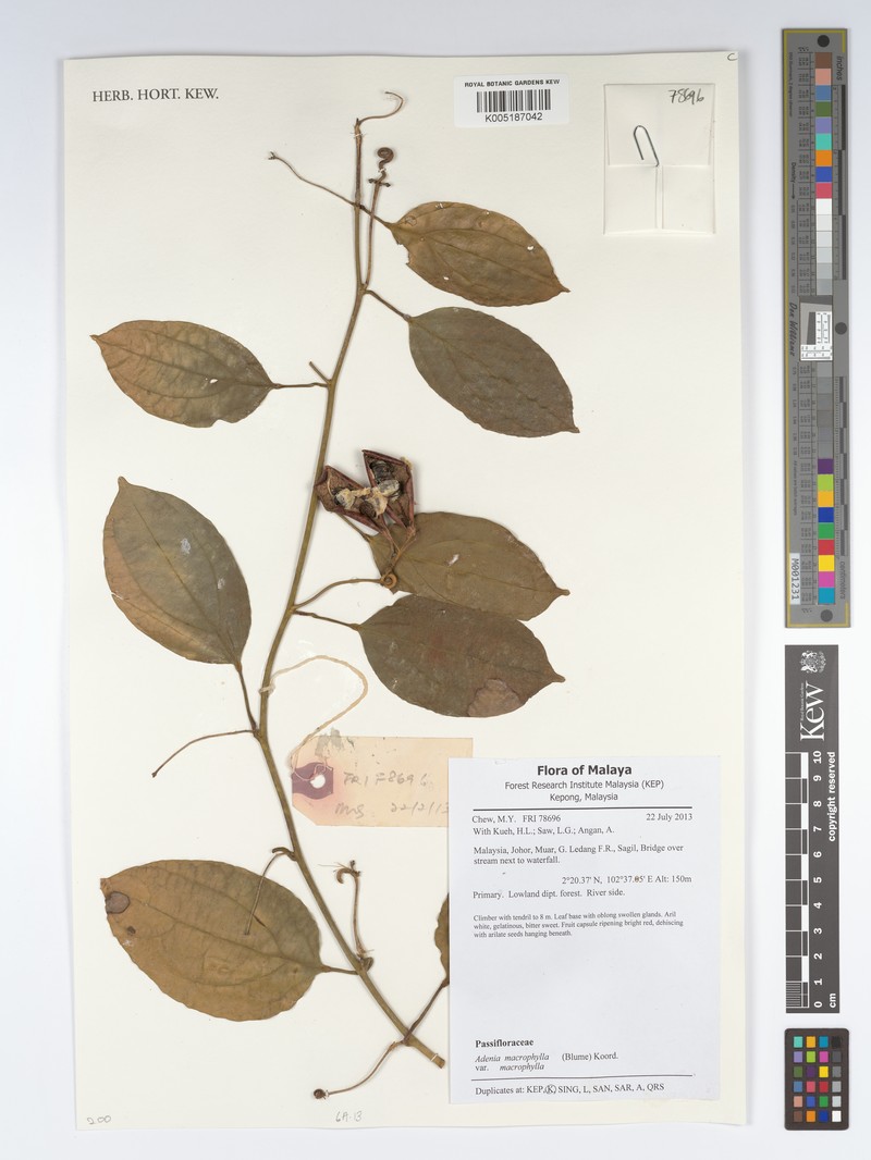 Adenia macrophylla var. macrophylla