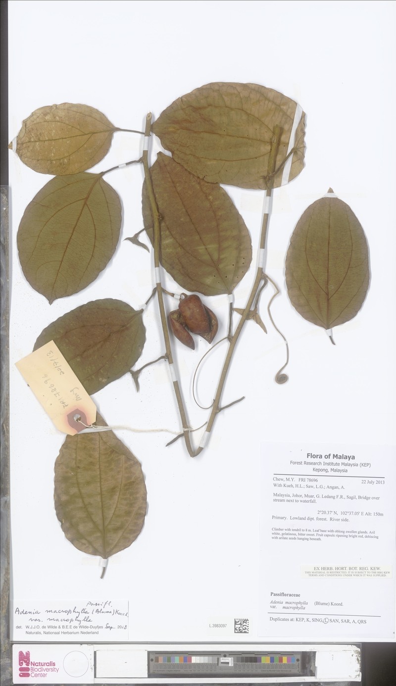 Adenia macrophylla var. macrophylla photo 2