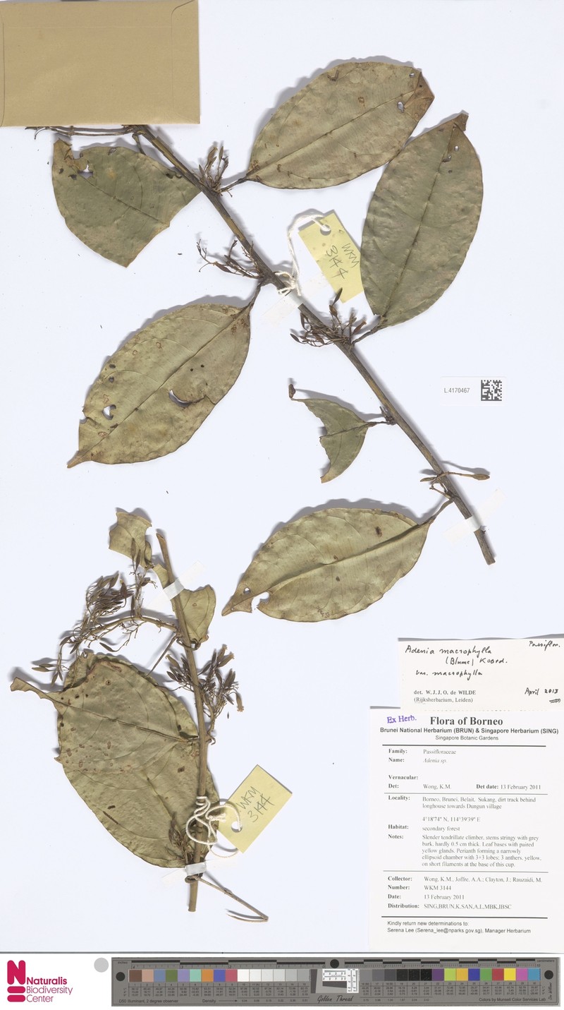 Adenia macrophylla var. macrophylla photo 3