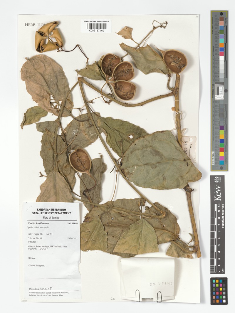 Adenia macrophylla var. macrophylla photo 4