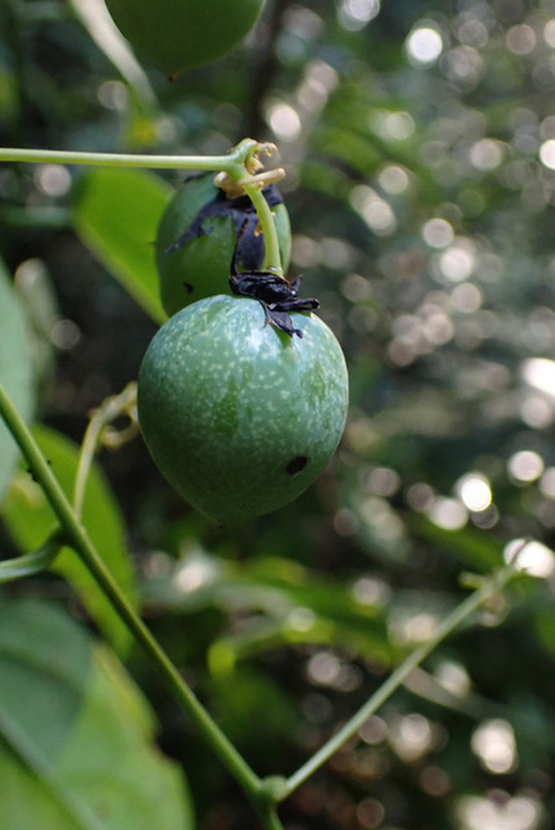 Adenia mannii