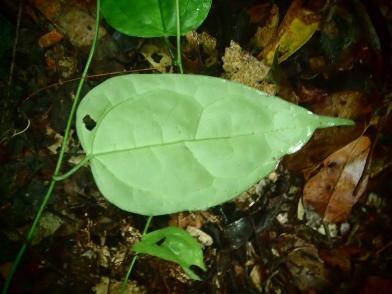 Adenia mannii photo 2