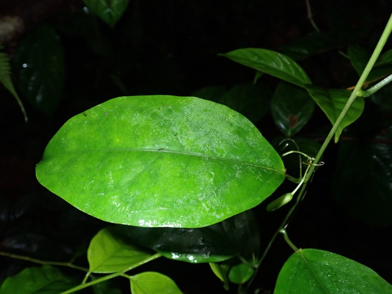 Adenia mannii photo 3