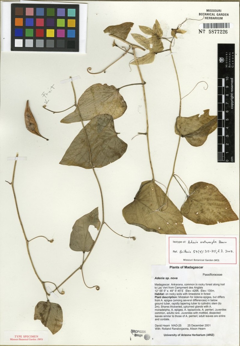 Adenia metamorpha