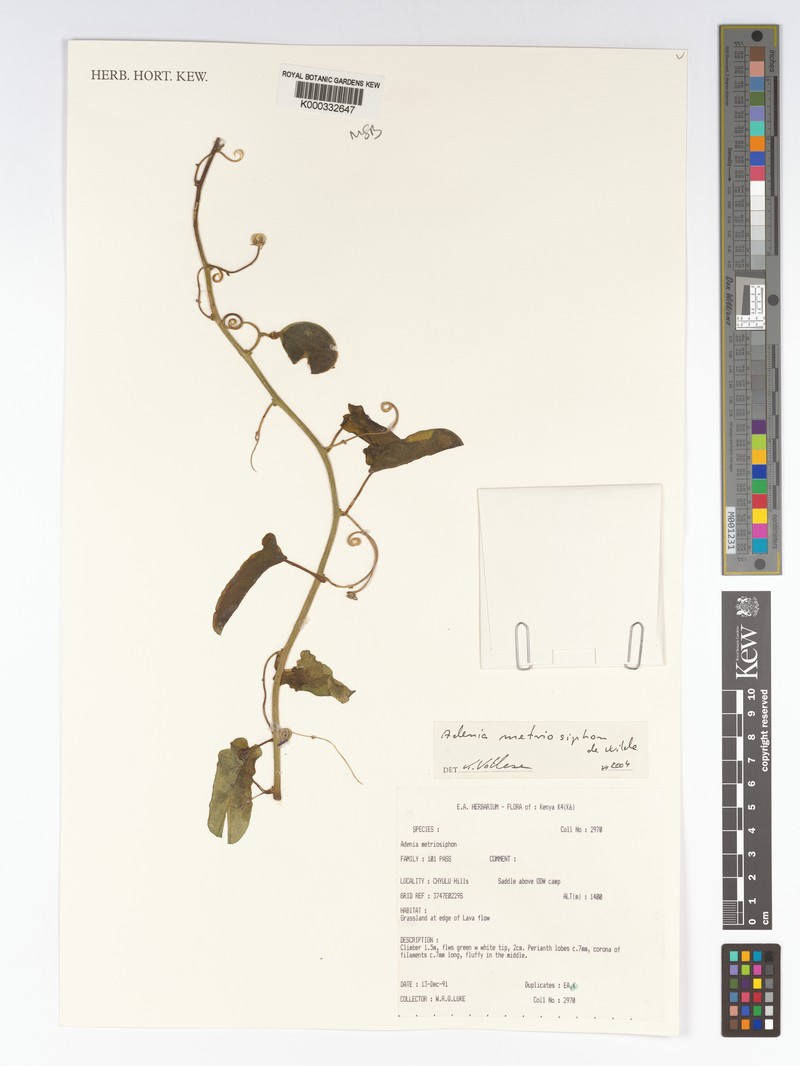 Adenia metriosiphon