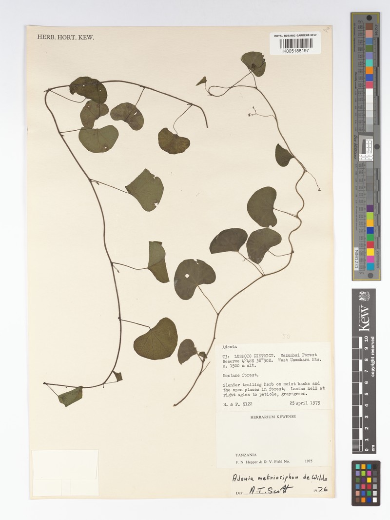 Adenia metriosiphon photo 2
