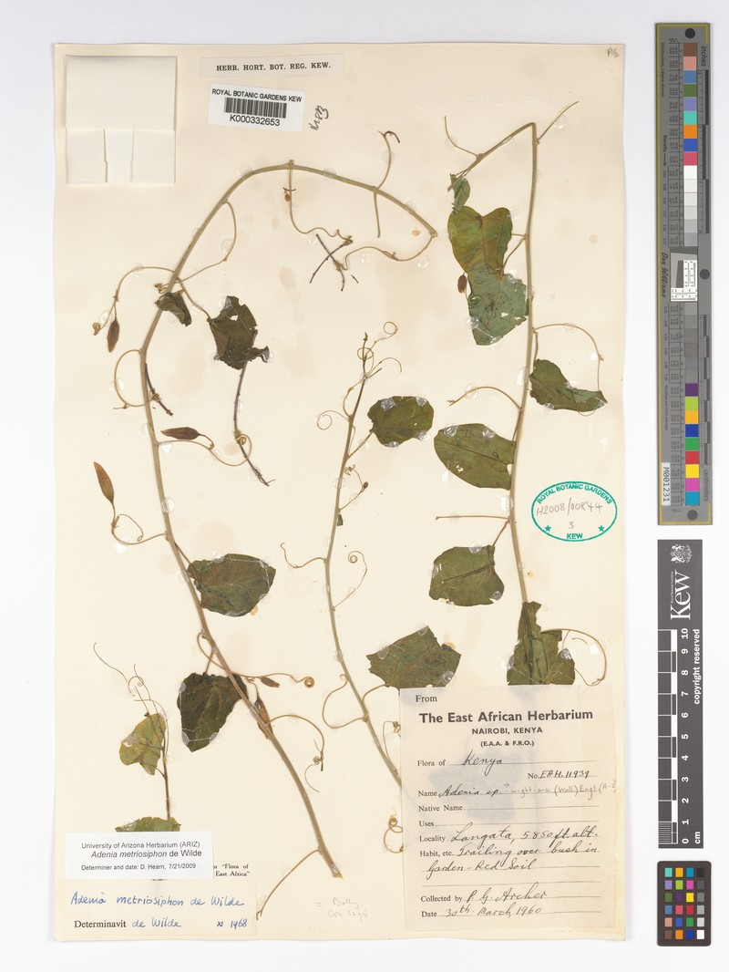 Adenia metriosiphon photo 3