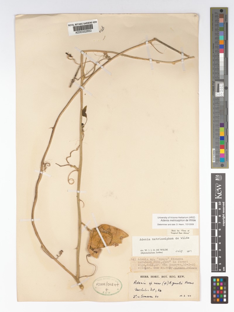 Adenia metriosiphon photo 4