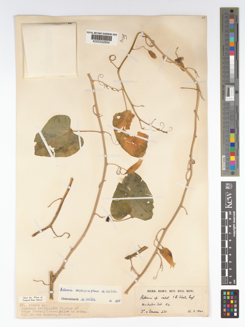 Adenia metriosiphon photo 5