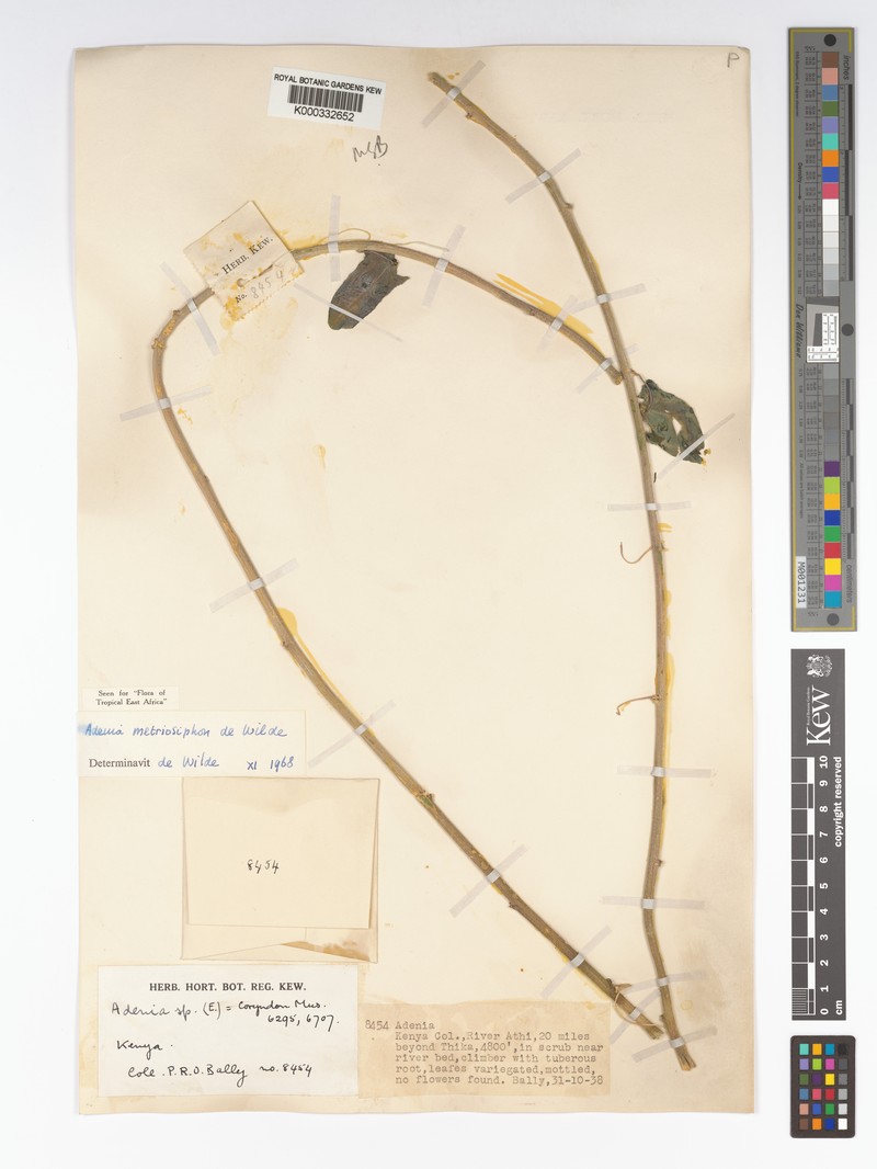Adenia metriosiphon photo 6