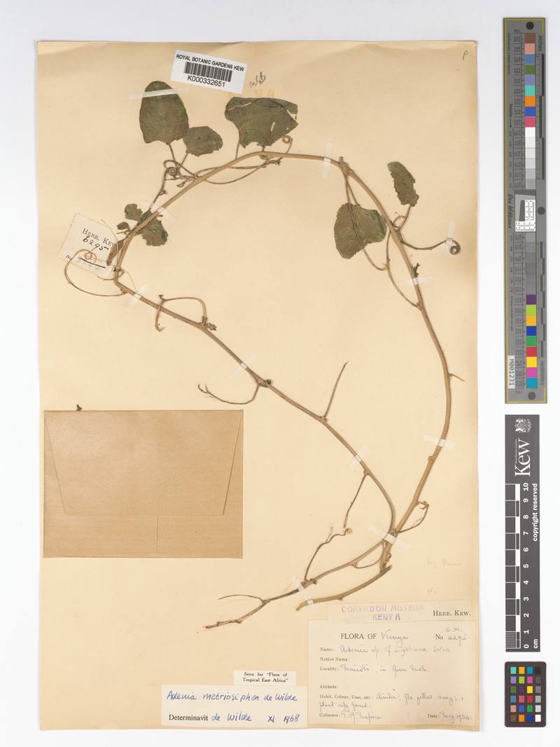 Adenia metriosiphon photo 7