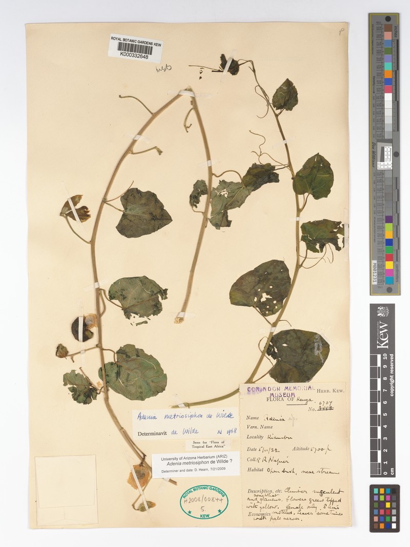 Adenia metriosiphon photo 8