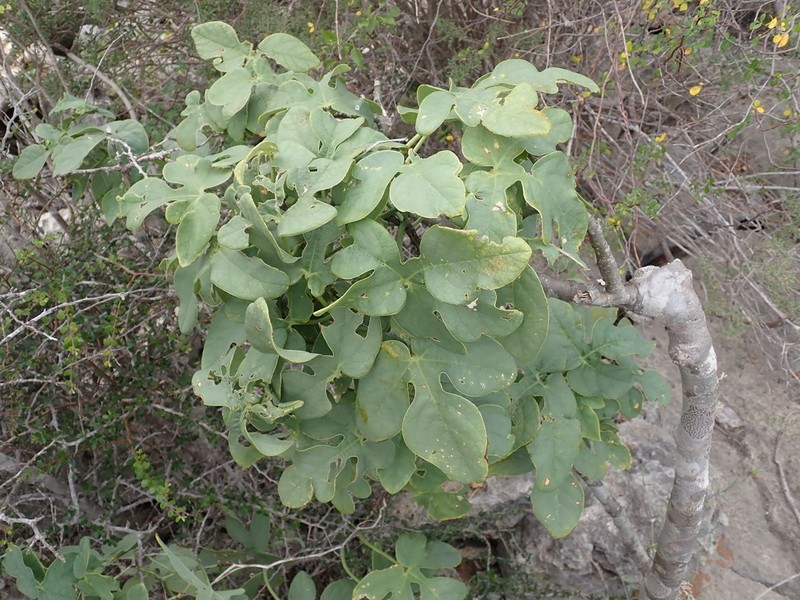 Adenia monadelpha