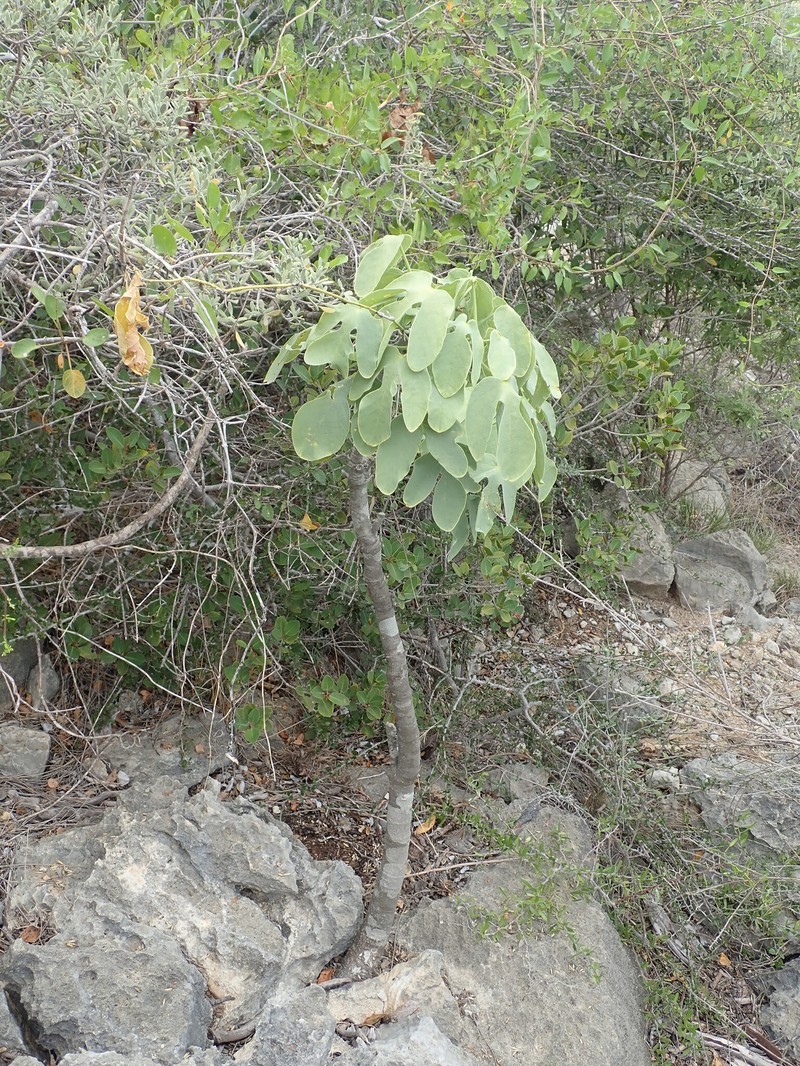 Adenia monadelpha photo 2