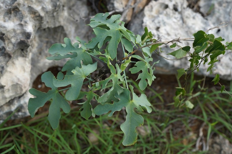 Adenia monadelpha photo 3