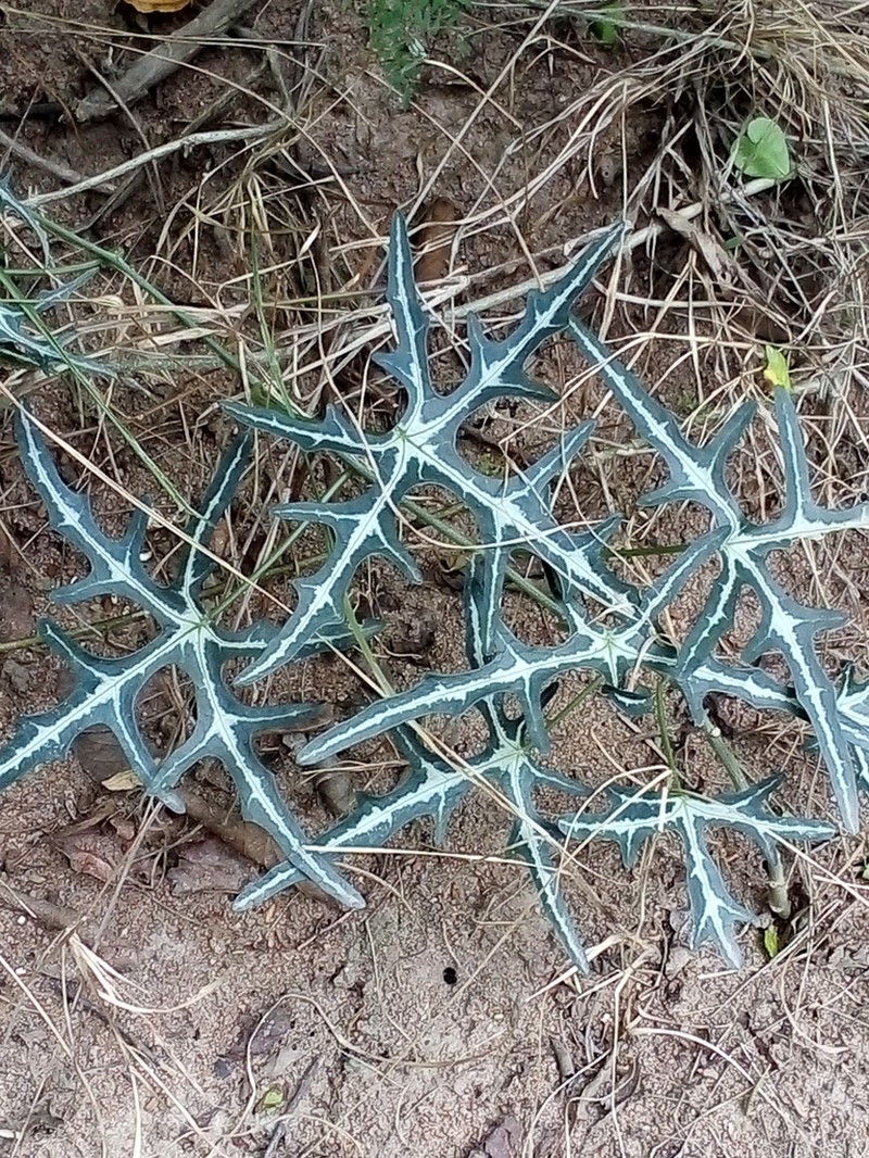 Adenia natalensis