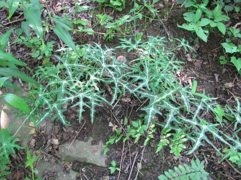 Adenia natalensis photo 3