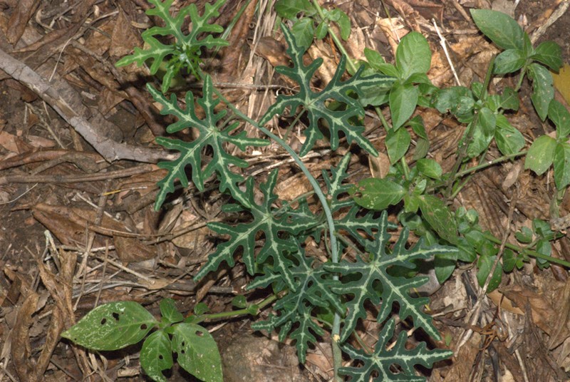 Adenia natalensis photo 4