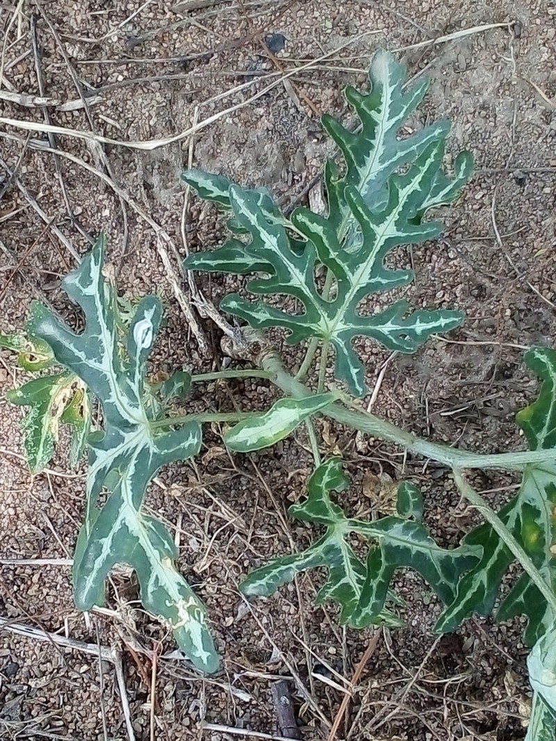 Adenia natalensis photo 5
