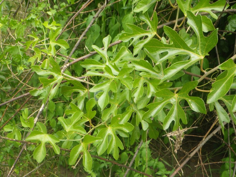 Adenia natalensis photo 7