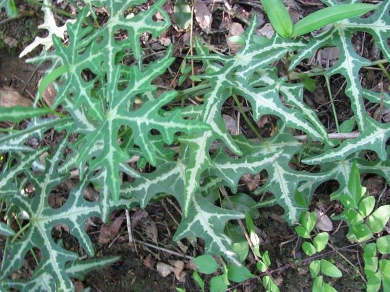 Adenia natalensis photo 8