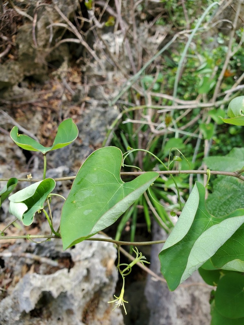 Adenia olaboensis
