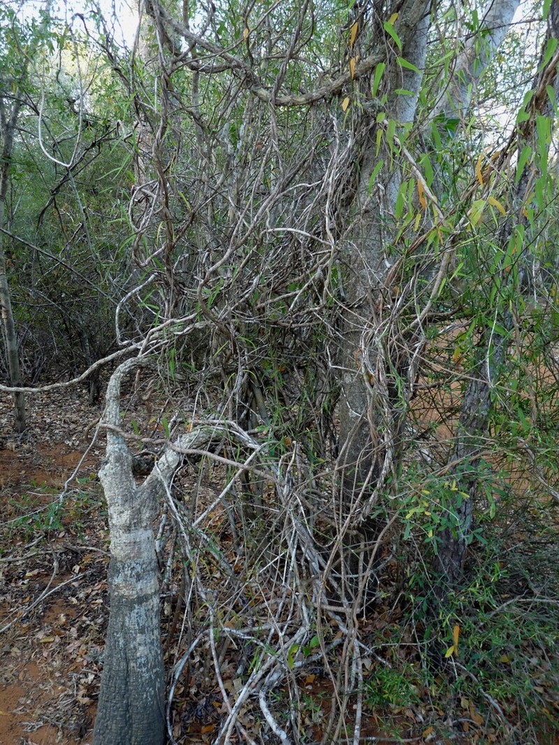 Adenia olaboensis photo 2