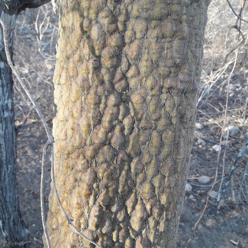 Adenia olaboensis photo 3