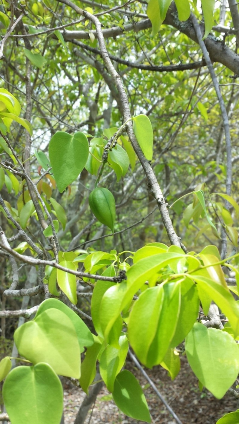 Adenia olaboensis photo 4