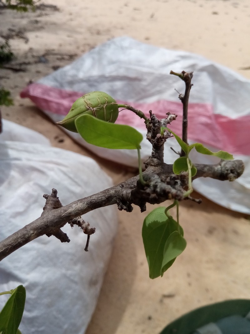 Adenia olaboensis photo 5