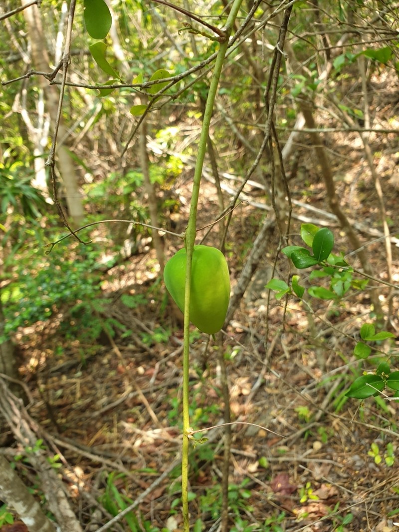 Adenia olaboensis photo 6