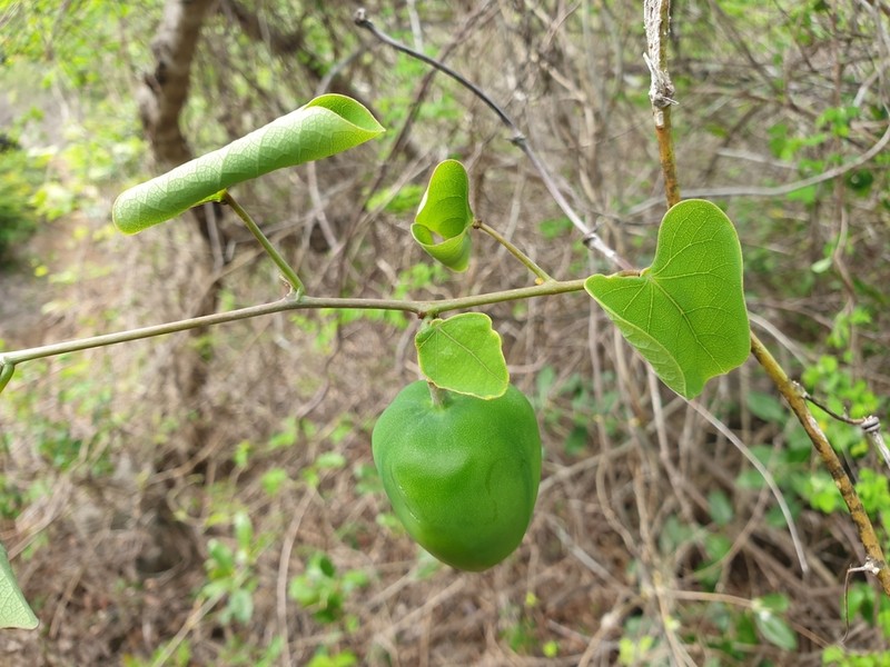 Adenia olaboensis photo 7