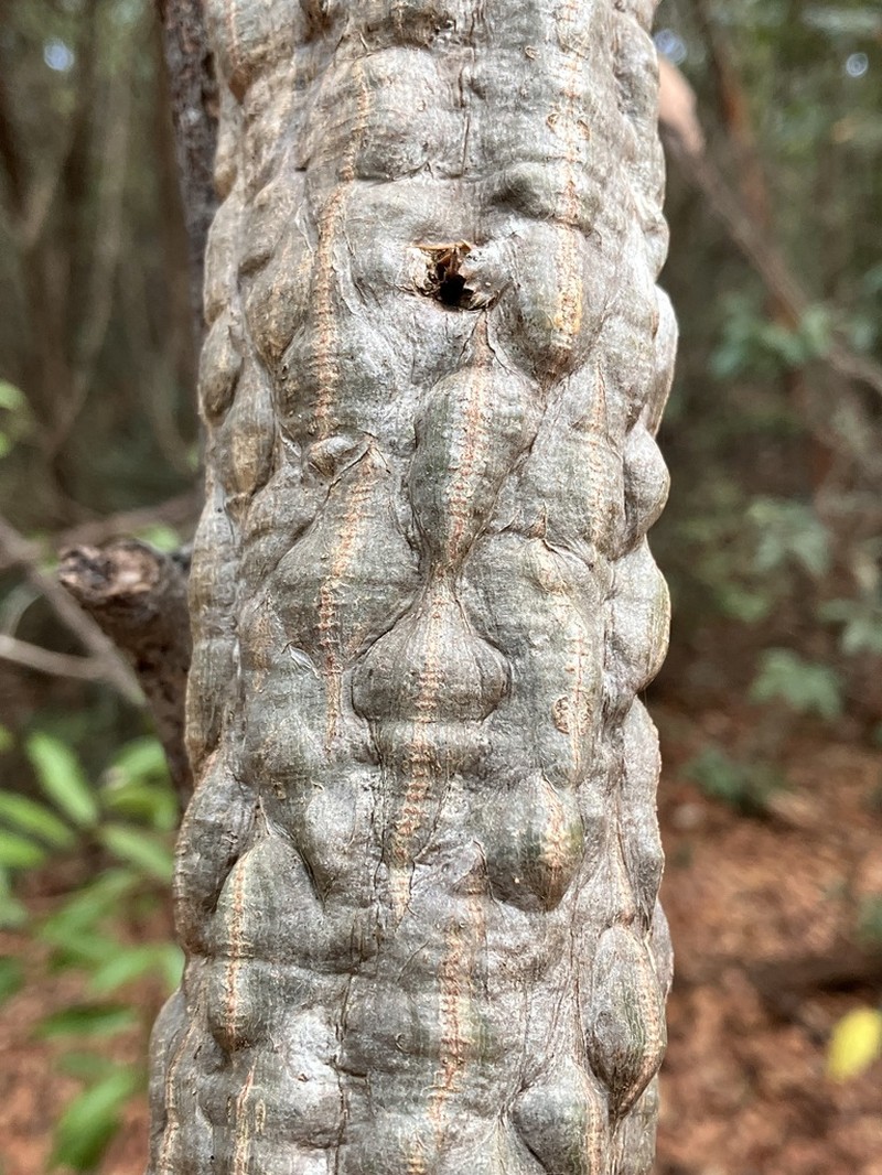Adenia olaboensis photo 8