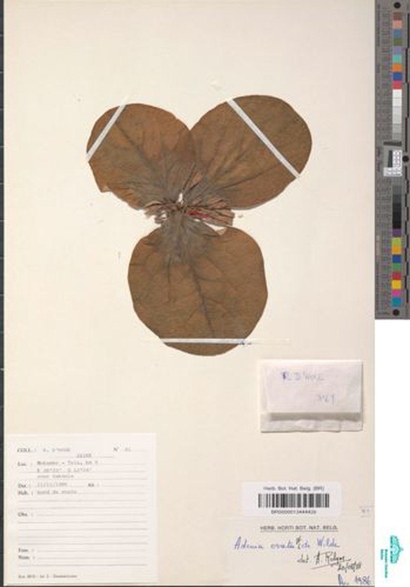 Adenia ovata