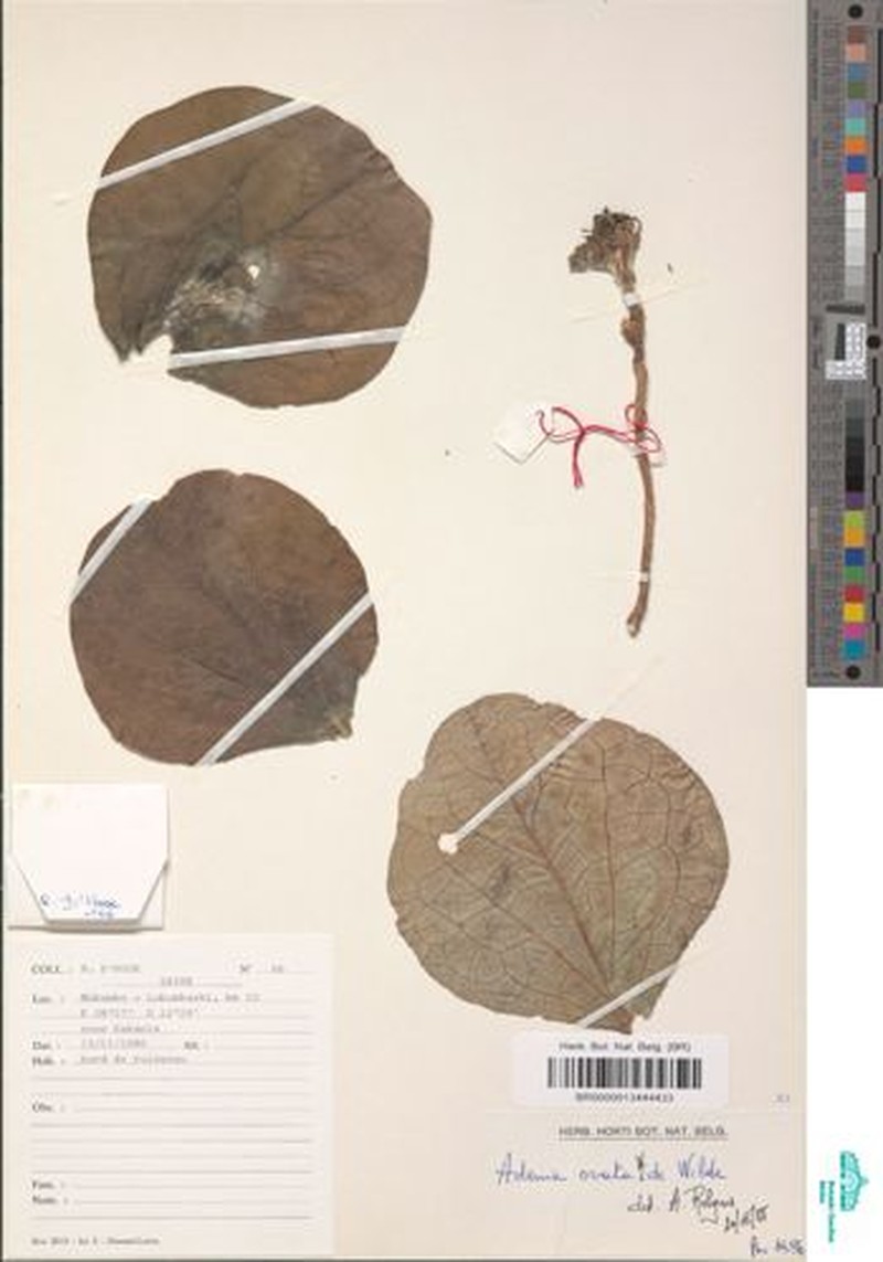Adenia ovata photo 2