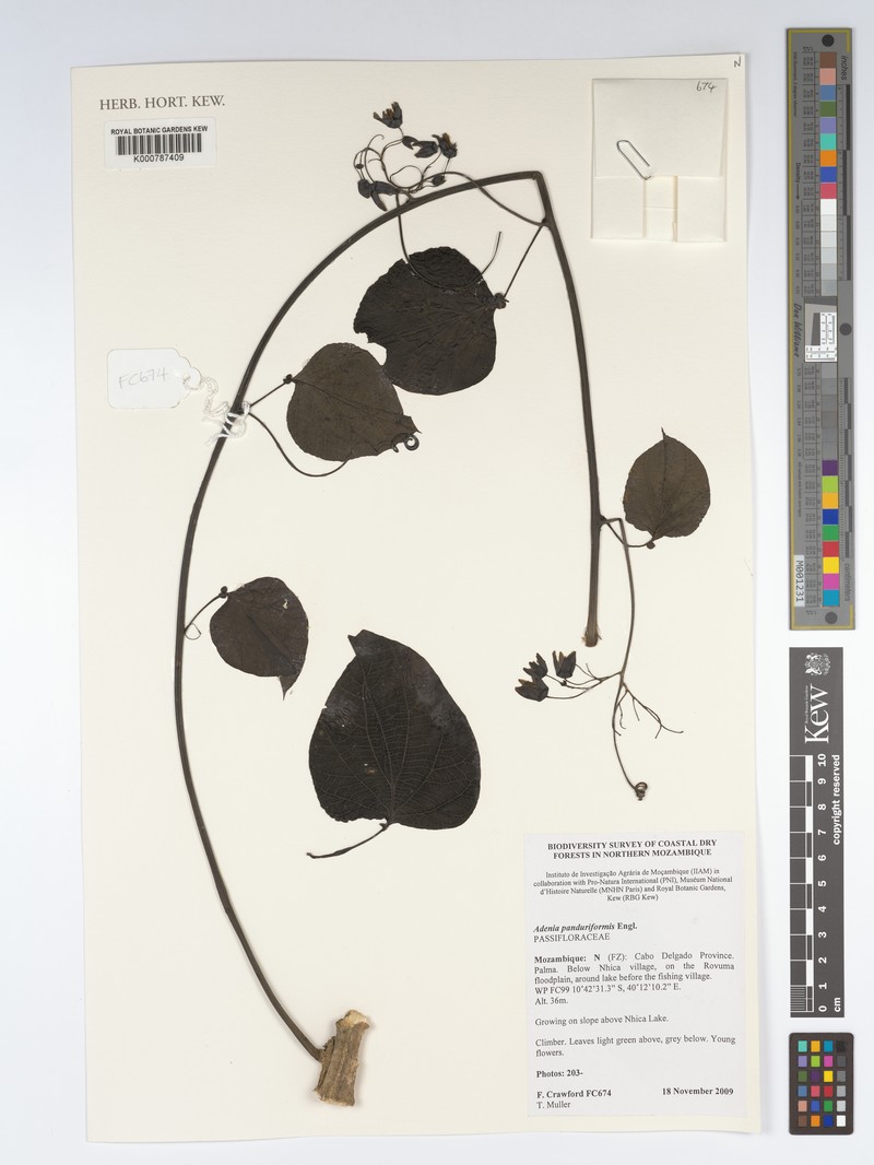 Adenia panduriformis