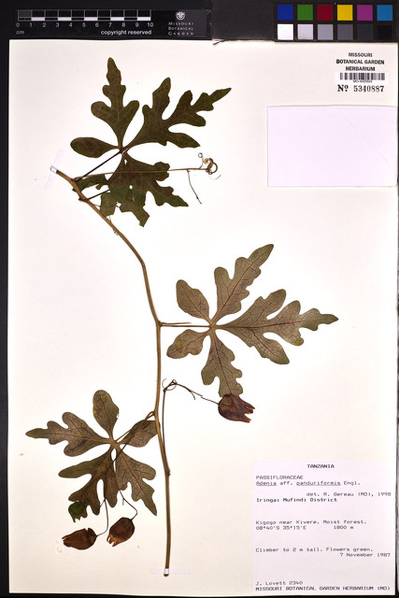 Adenia panduriformis photo 2