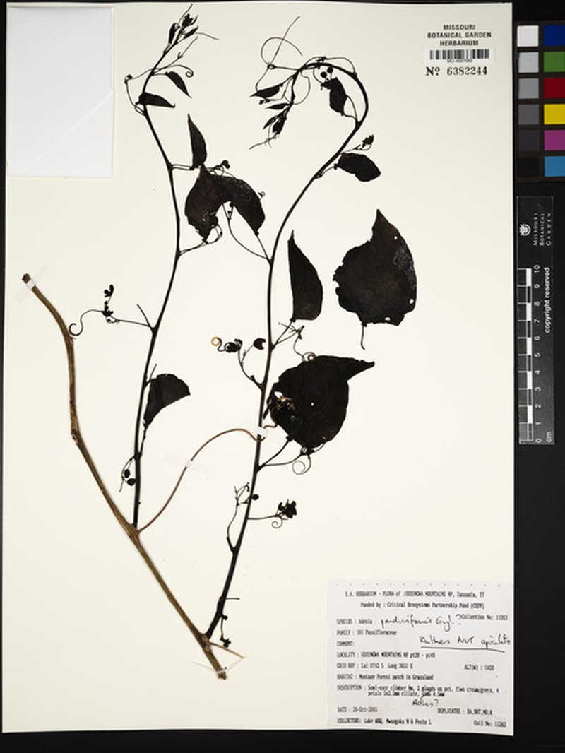 Adenia panduriformis photo 3