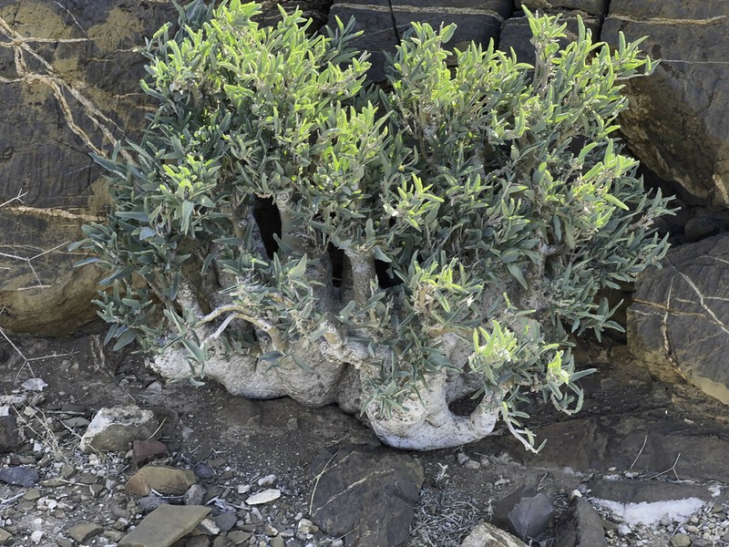 Adenia pechuelii photo 2